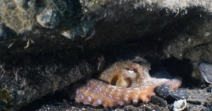 octopus fish underwater breathing and gills are moving fast close up animal behaviour ocean scenery