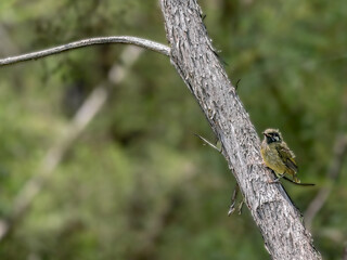 Baby Honeyeater
