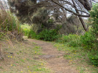 Walking track on the Great Ocean walk above the Three Creeks Beach - Marengo, Victoria, Australia