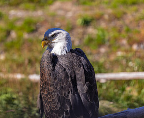 Bald Eagle in Canada. Bald eagle sitting on a tree