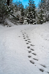 Footprints in Snow