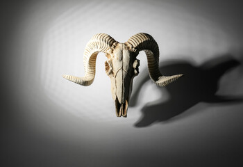 Fototapeta premium Skull of sheep on dark background