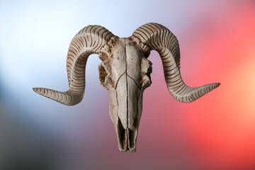 Skull of sheep on color background