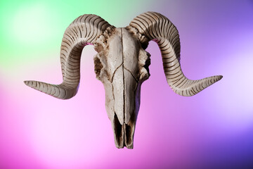 Fototapeta premium Skull of sheep on color background