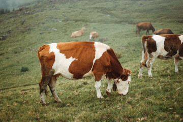 Fototapeta na wymiar Cow standing grazing in a green field, foggy weather, other cows in background. Side view
