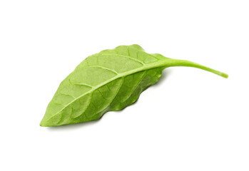 Pepper leaf on white background