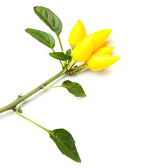 Branch with fresh yellow peppers on white background
