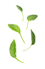 Pepper leaves on white background