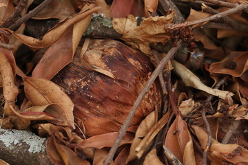 Matéria seca do quintal