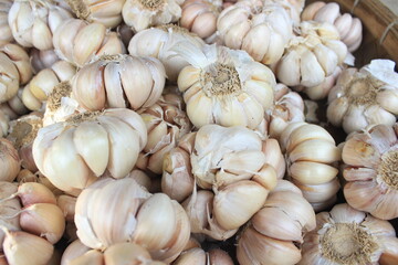 White fresh garlic. Garlic background
