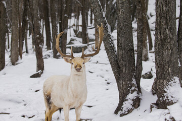  White male European fallow deer also known as the common fallow deer or  fallow deer (Dama dama)
