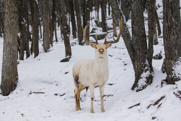 Fototapeta premium White male European fallow deer also known as the common fallow deer or fallow deer (Dama dama)