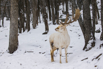 Fototapeta premium White male European fallow deer also known as the common fallow deer or fallow deer (Dama dama)