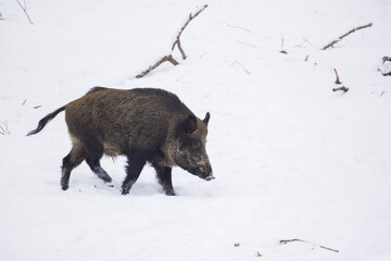 wild boar in Canadian winter