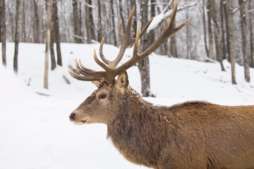 The elk (Cervus canadensis), also known as the wapiti in winter