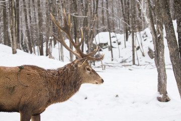 The elk (Cervus canadensis), also known as the wapiti in winter