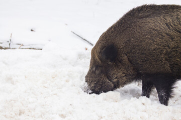 wild boar in Canadian winter
