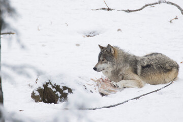 timber wolf feeding in winter