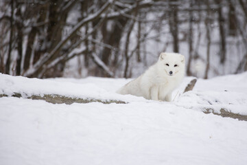 Obraz na płótnie Canvas Arctic fox (Vulpes lagopus) in winter