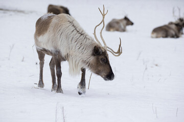  boreal woodland caribou (Rangifer tarandus caribou) in winter © Mircea Costina
