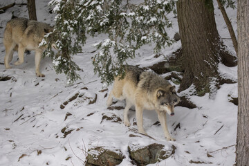 Timber wolf portrait in Canadian winter