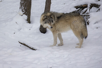 Timber wolf portrait in Canadian winter