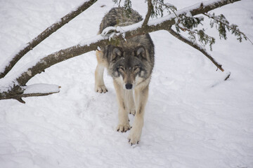 Timber wolf portrait in Canadian winter