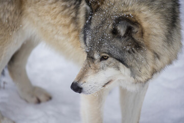 Timber wolf portrait in Canadian winter
