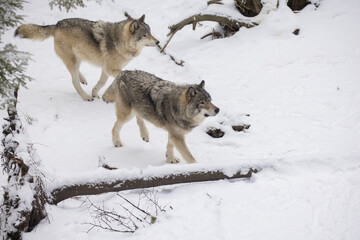 Tiber wolf in winter