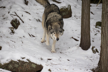 Timber wolf portrait in Canadian winter