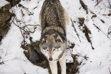 Timber wolf portrait in Canadian winter