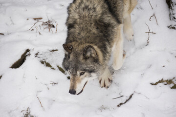 Timber wolf portrait in Canadian winter