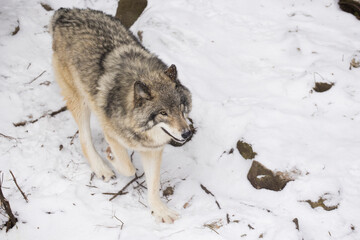 Timber wolf portrait in Canadian winter