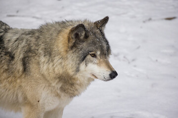 Timber wolf portrait in Canadian winter