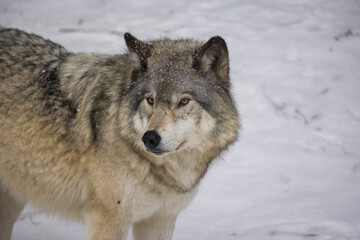 Timber wolf portrait in Canadian winter