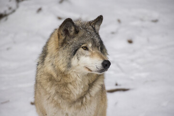 Timber wolf portrait in Canadian winter