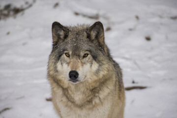 Timber wolf portrait in Canadian winter