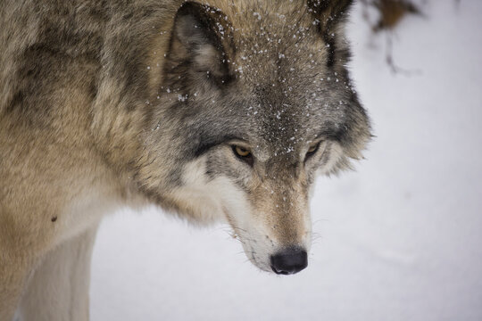 Timber wolf portrait in Canadian winter