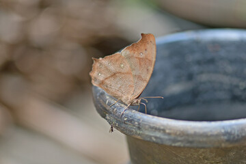 The dark evening brown - Melanitis phedima