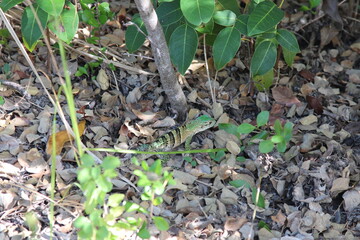 green baby lizard in the grass