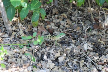 green baby lizard in the grass