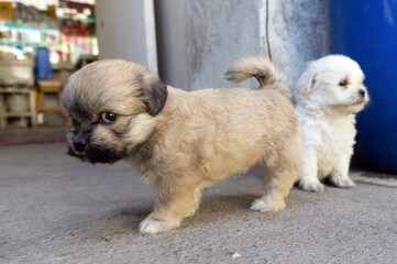 puppies on the floor