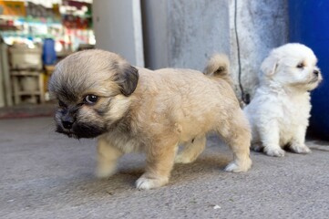 puppies on the floor