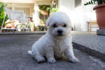 white miniature schnauzer dog