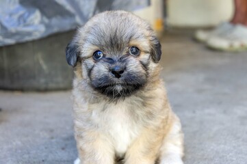 portrait of a puppy