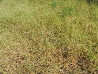 秋のメヒシバ茂る野原