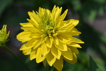 yellow flower in the morning