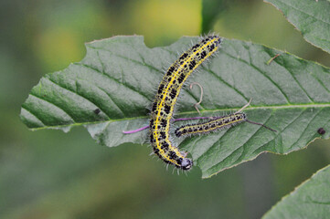 オオモンシロチョウの幼虫（北海道・鹿追町）
