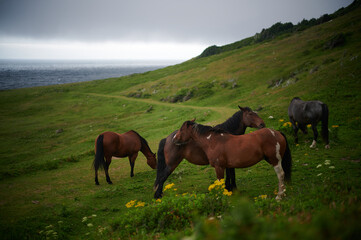 Horses at Money Point, Cape Breton Island, Nova Scotia, 2021