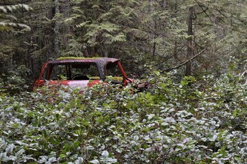 Abandoned car in the forest, covered in moss and bushes.